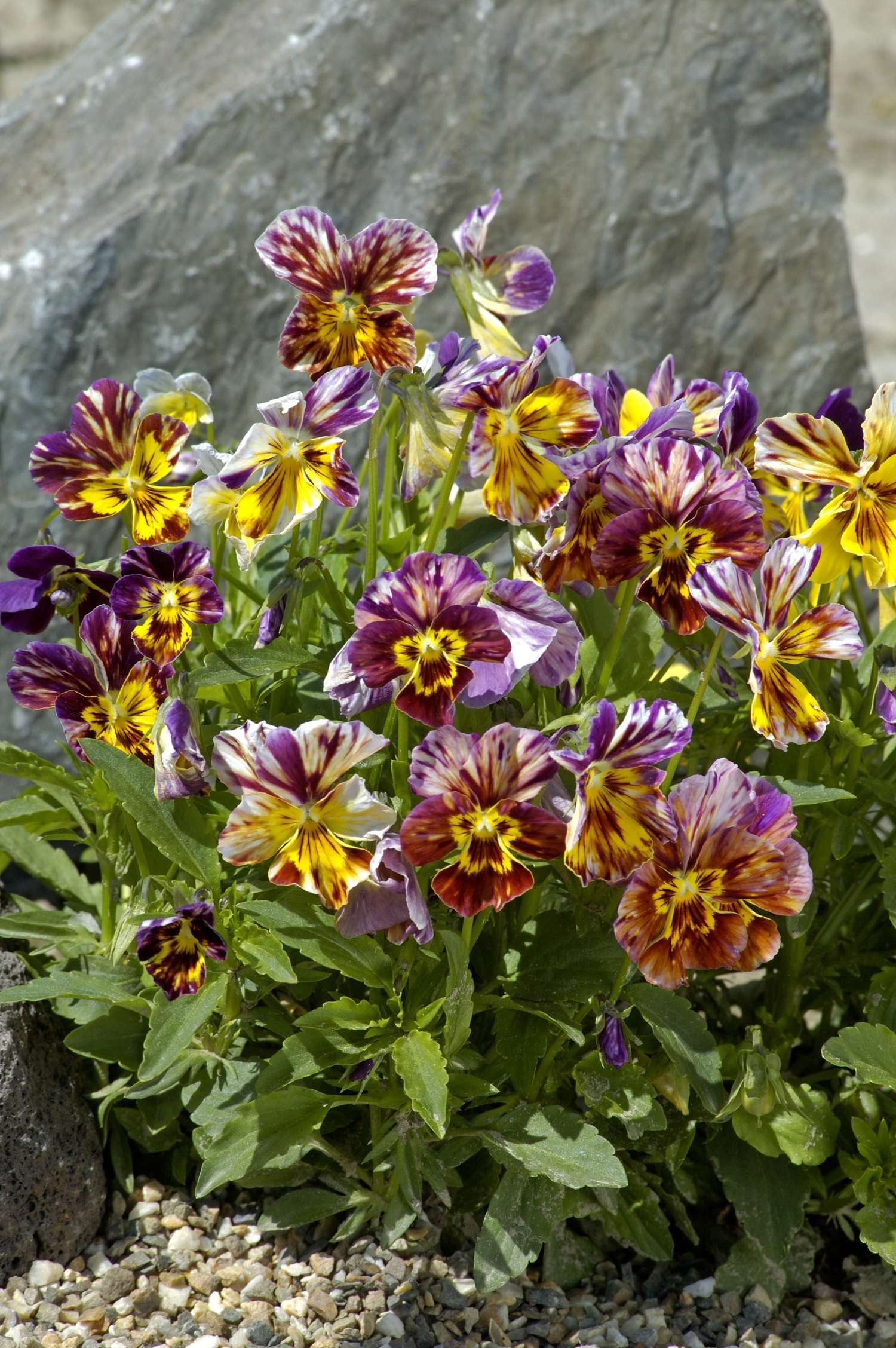 Viola cornuta 'Brush Strokes' (graines)